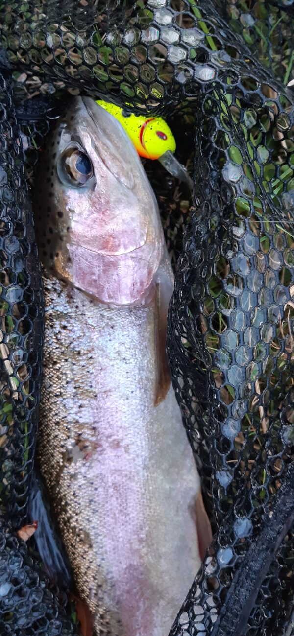 Charlie Yellow with an approx 38cm Rainbow Trout, Coxs River NSW 26.3.2023