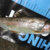 Charlie Tiger responsible for this 29cm Rainbow Trout, Coxs River NSW 26.3.2023
